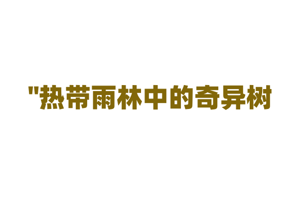 "热带雨林中的奇异树——如何在水中生存"